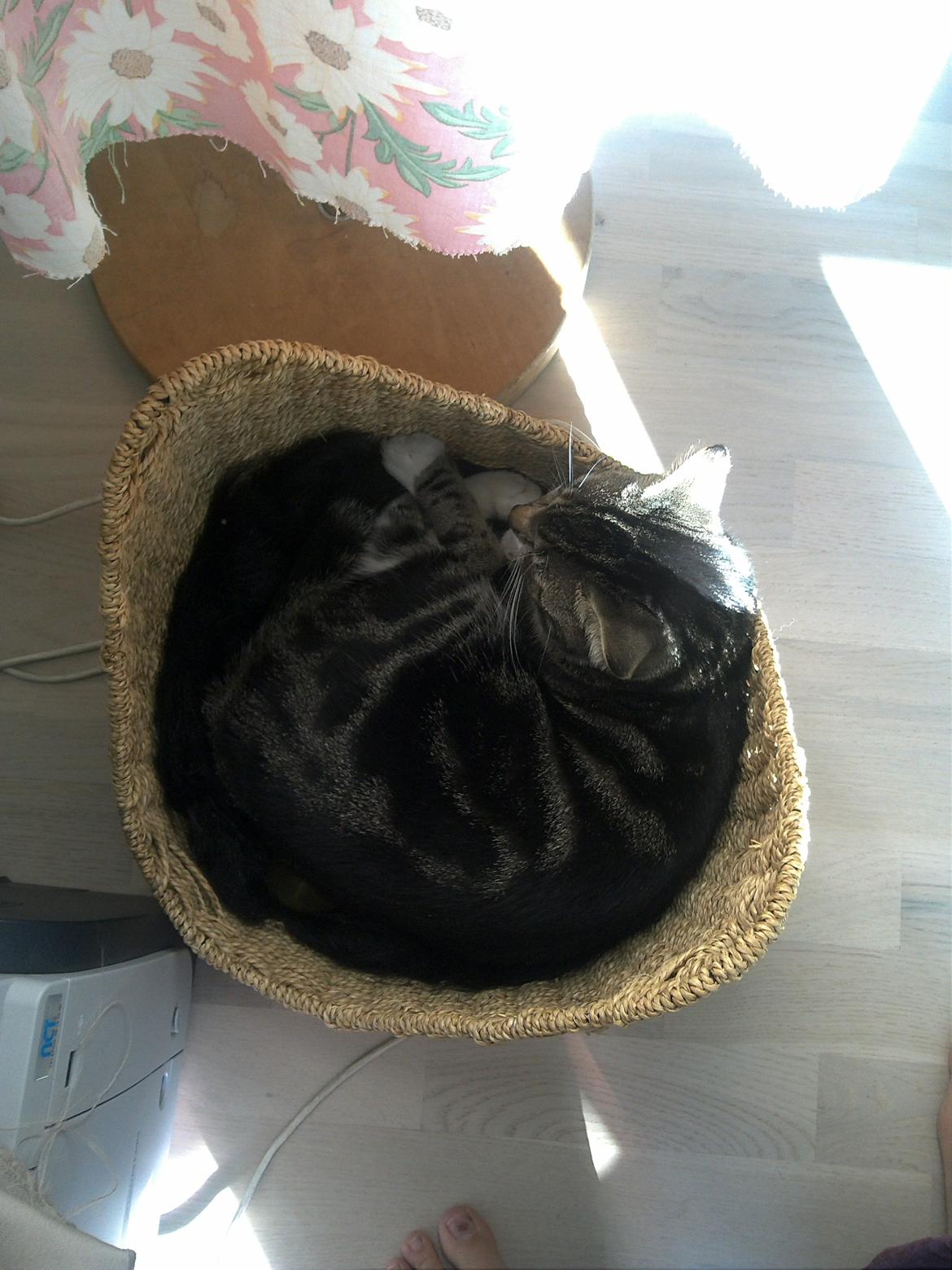 Huskat Ida billede 4