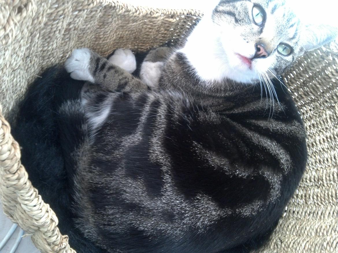 Huskat Ida billede 5