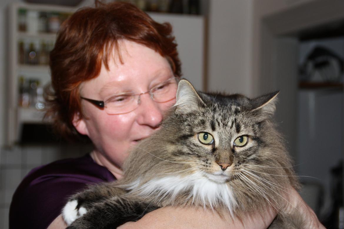 Norsk Skovkat Tantus Merci . R.I.P den 10-4-2013 - Saven dig  <3  billede 1