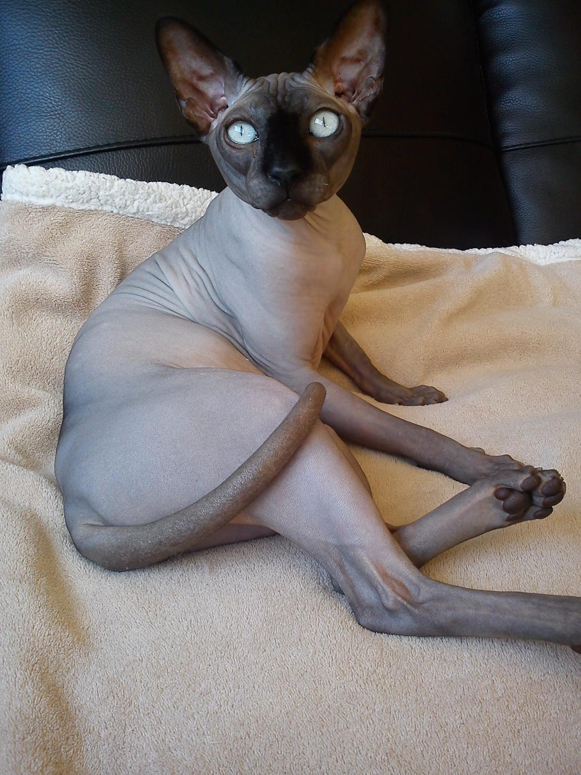 Sphynx Lukaz - Min smukke Lukaz billede 4