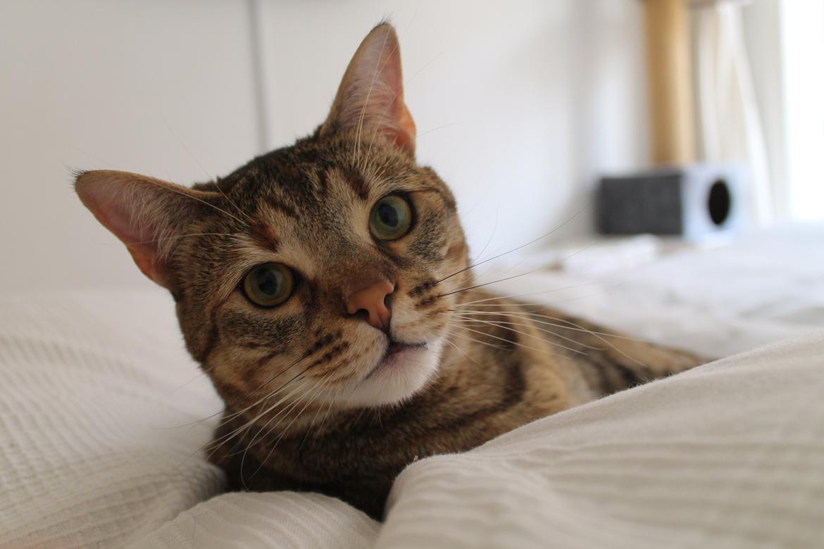 Blanding af racer Sniper billede 1