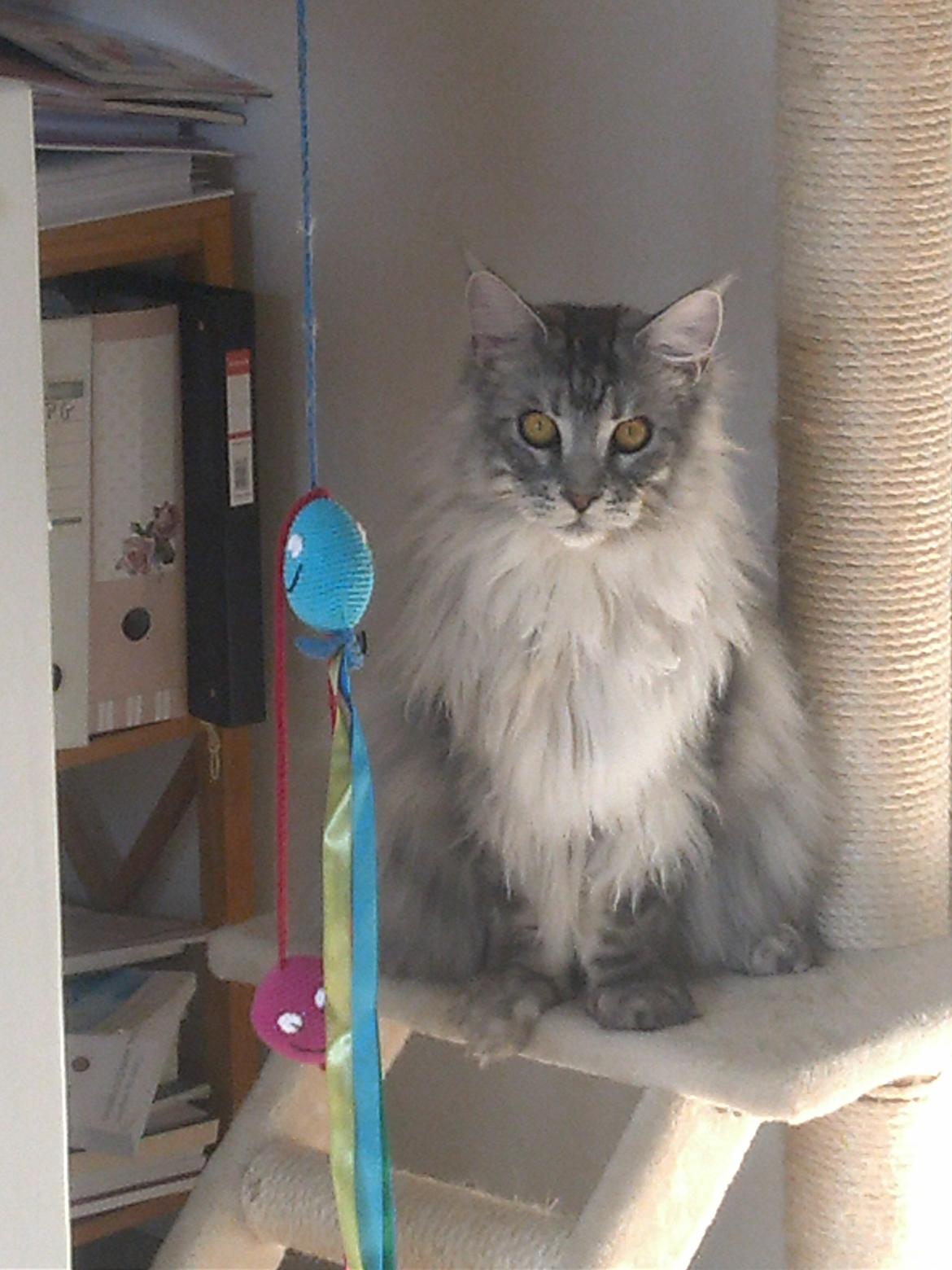 Maine Coon Albert billede 10