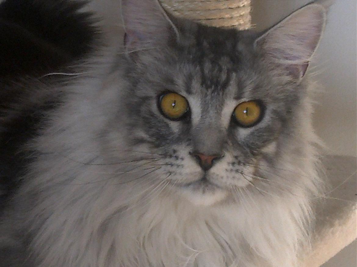 Maine Coon Albert billede 12