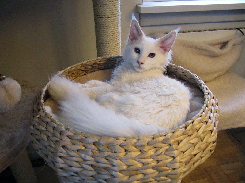 Maine Coon Charles billede 15