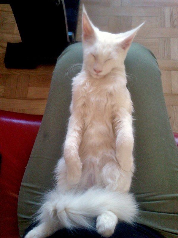 Maine Coon Charles billede 14