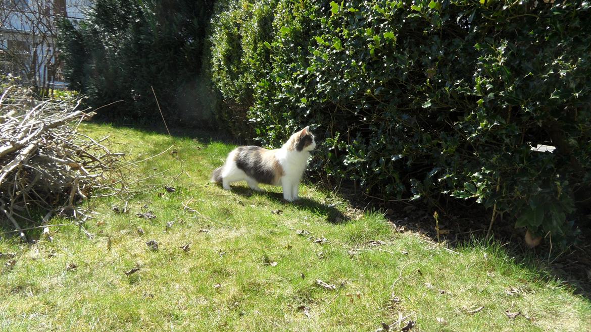 Norsk Skovkat Flocke (Killix Klokkeblomst) - himmelkat  - mon der er en solsort inde i hækken? billede 15