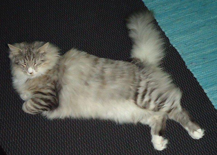 Norsk Skovkat Ziggy - 6 mdr billede 12