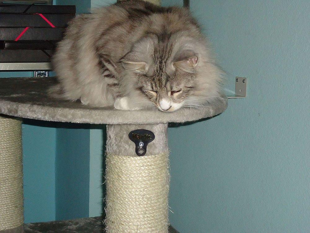 Norsk Skovkat Ziggy - 8 mdr billede 13