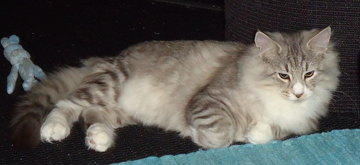 Norsk Skovkat Ziggy - 6 mdr billede 14