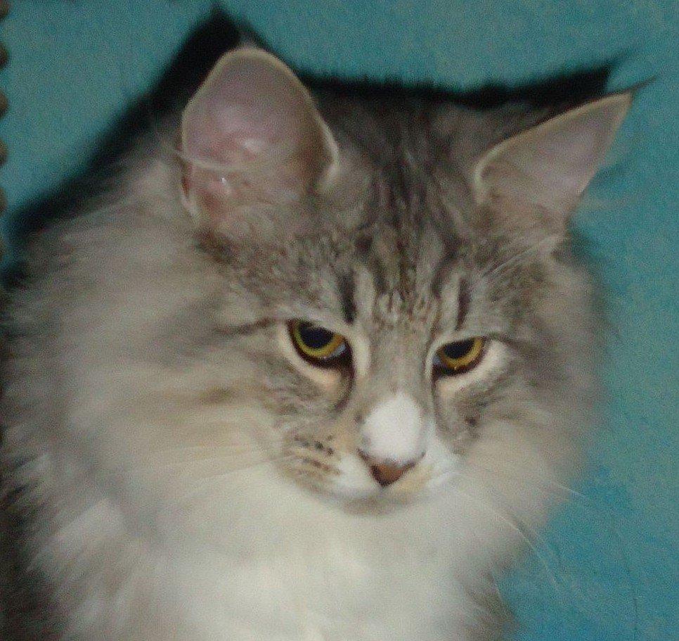 Norsk Skovkat Ziggy - 6 mdr billede 15