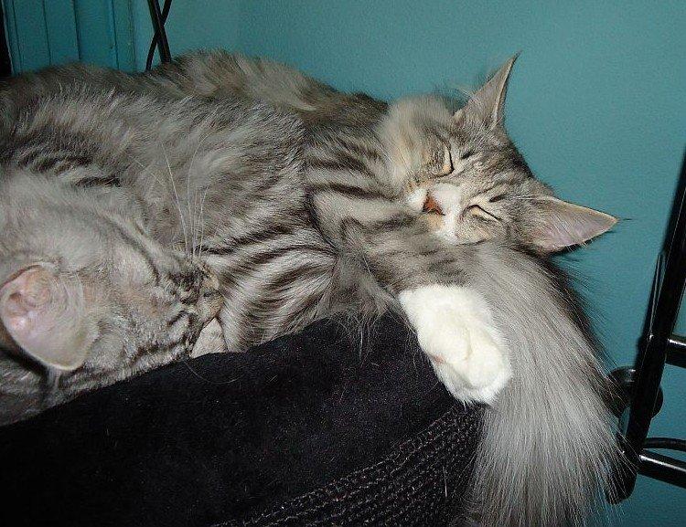 Norsk Skovkat Ziggy - Ziggy & Ziva 5½ mdr billede 16