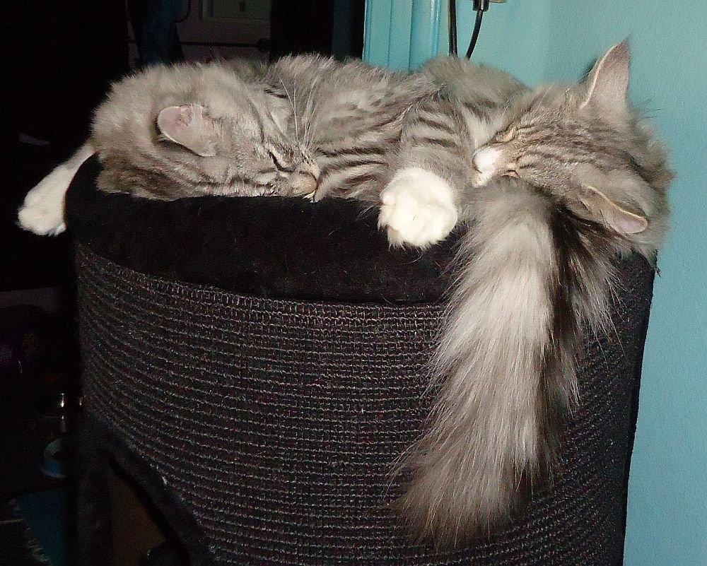 Norsk Skovkat Ziggy - Ziggy & Ziva 6 mdr billede 17