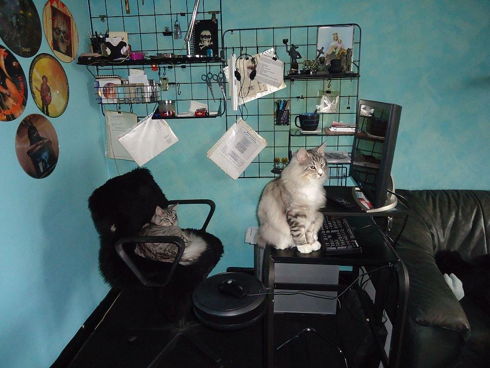 Norsk Skovkat Ziggy - Ziggy & Ziva 8 mdr billede 18