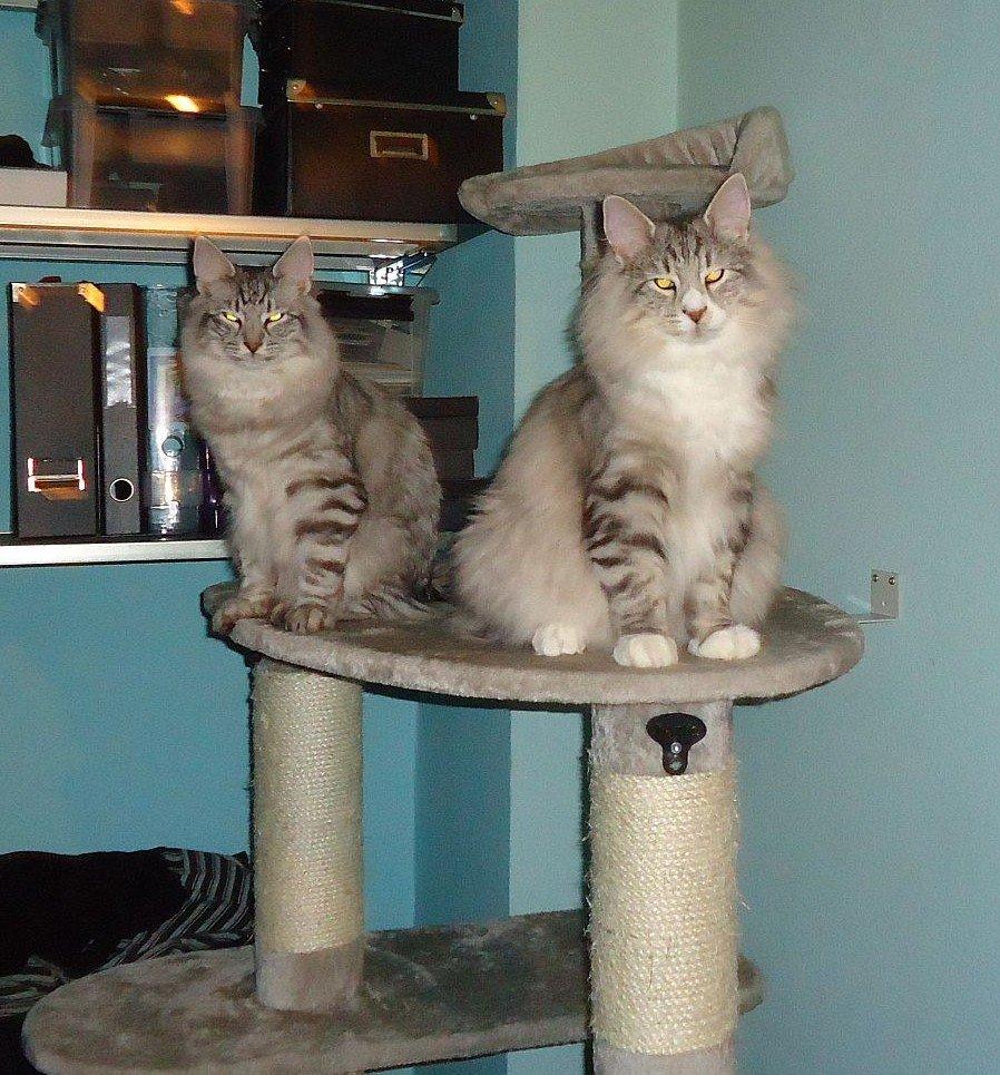 Norsk Skovkat Ziggy - Ziggy & Ziva 8 mdr billede 19