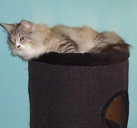 Norsk Skovkat Ziggy - 8½ mdr billede 20