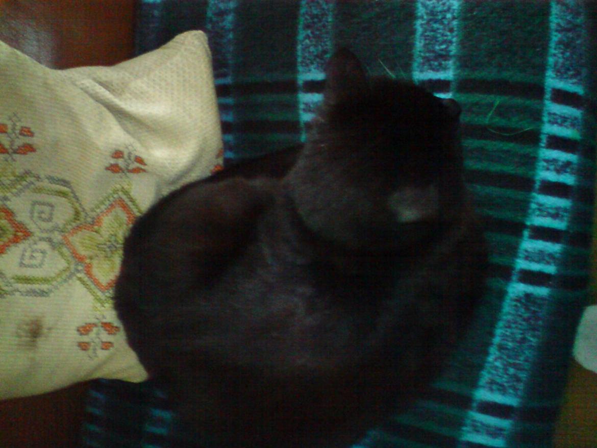 Huskat findus billede 6