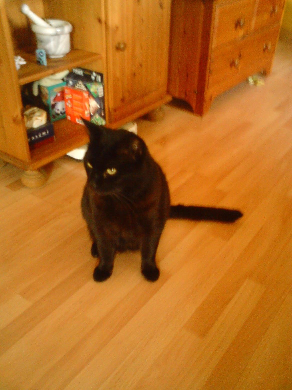 Huskat findus billede 7