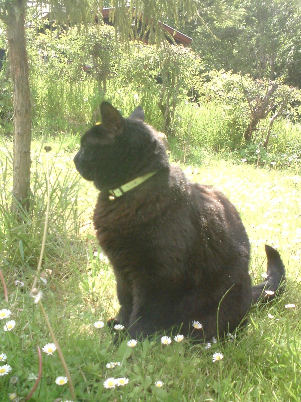 Huskat findus billede 8