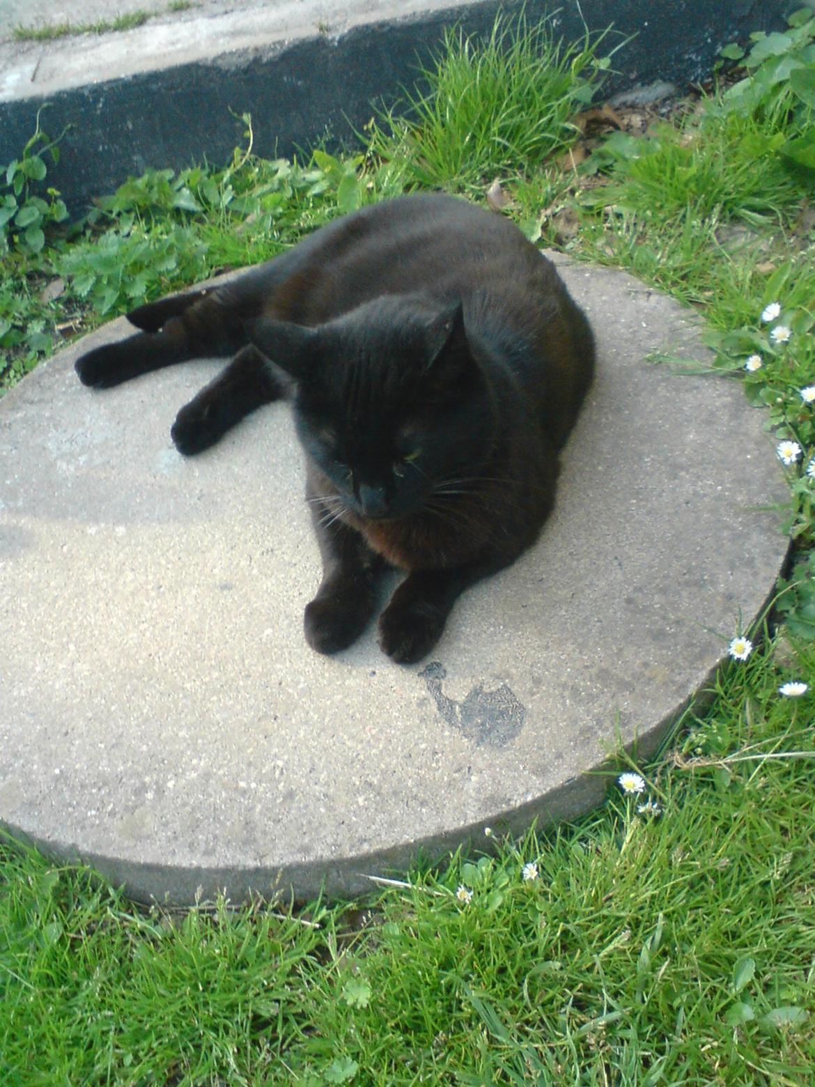 Huskat findus billede 10