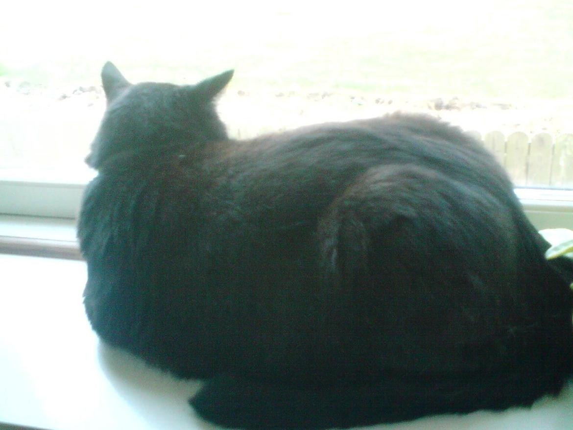 Huskat findus billede 9