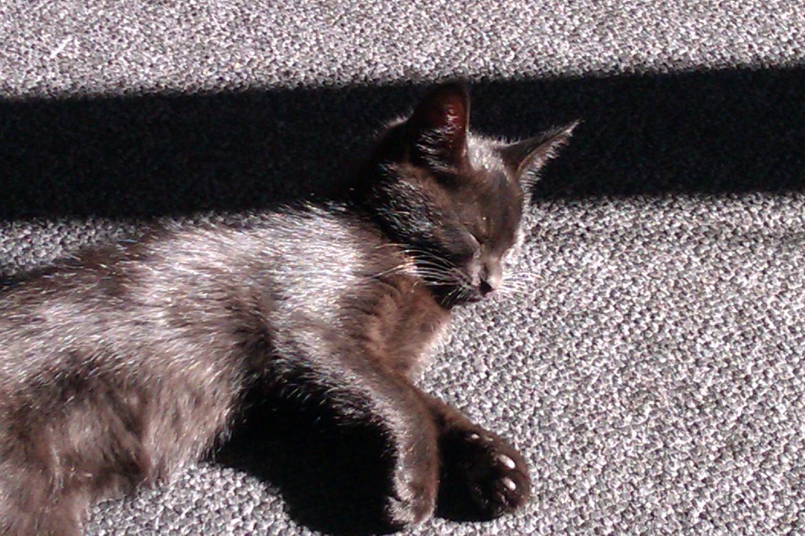 Huskat Mille billede 1