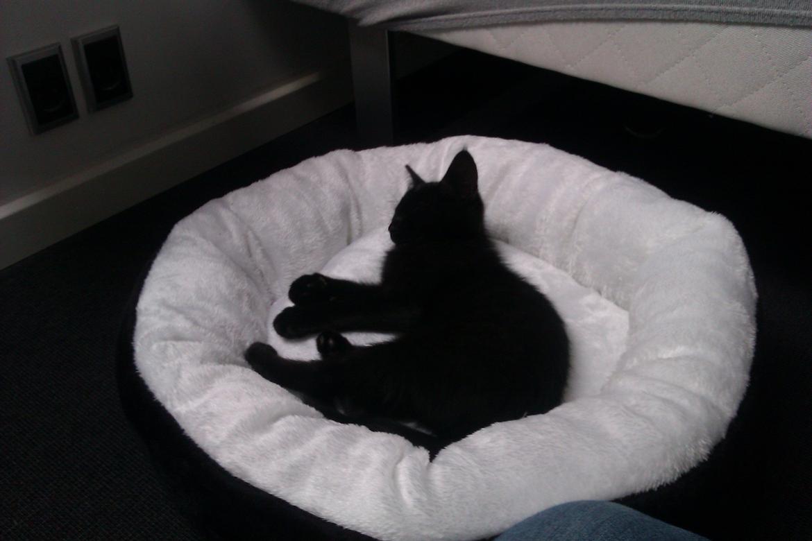 Huskat Mille billede 2