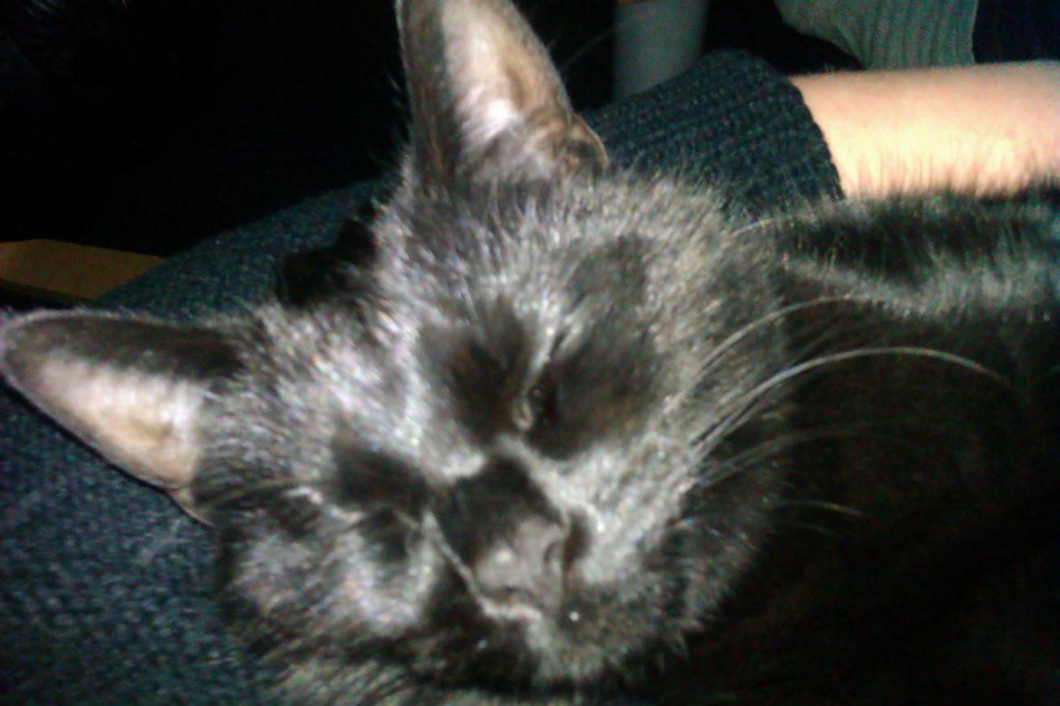 Huskat Mille billede 3