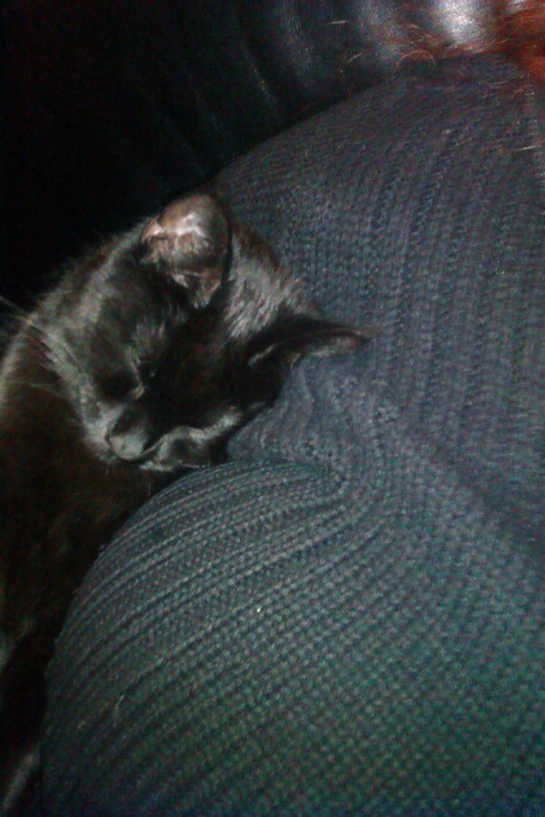 Huskat Mille billede 5