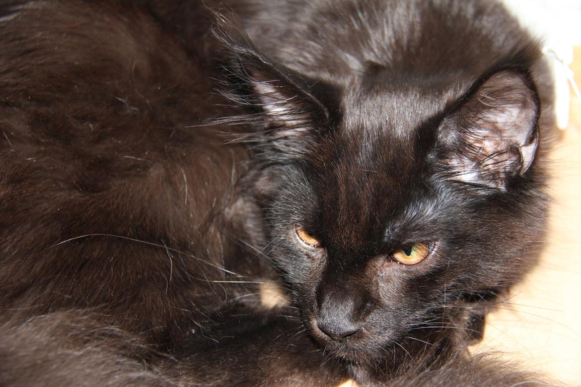 Maine Coon Piratos billede 5