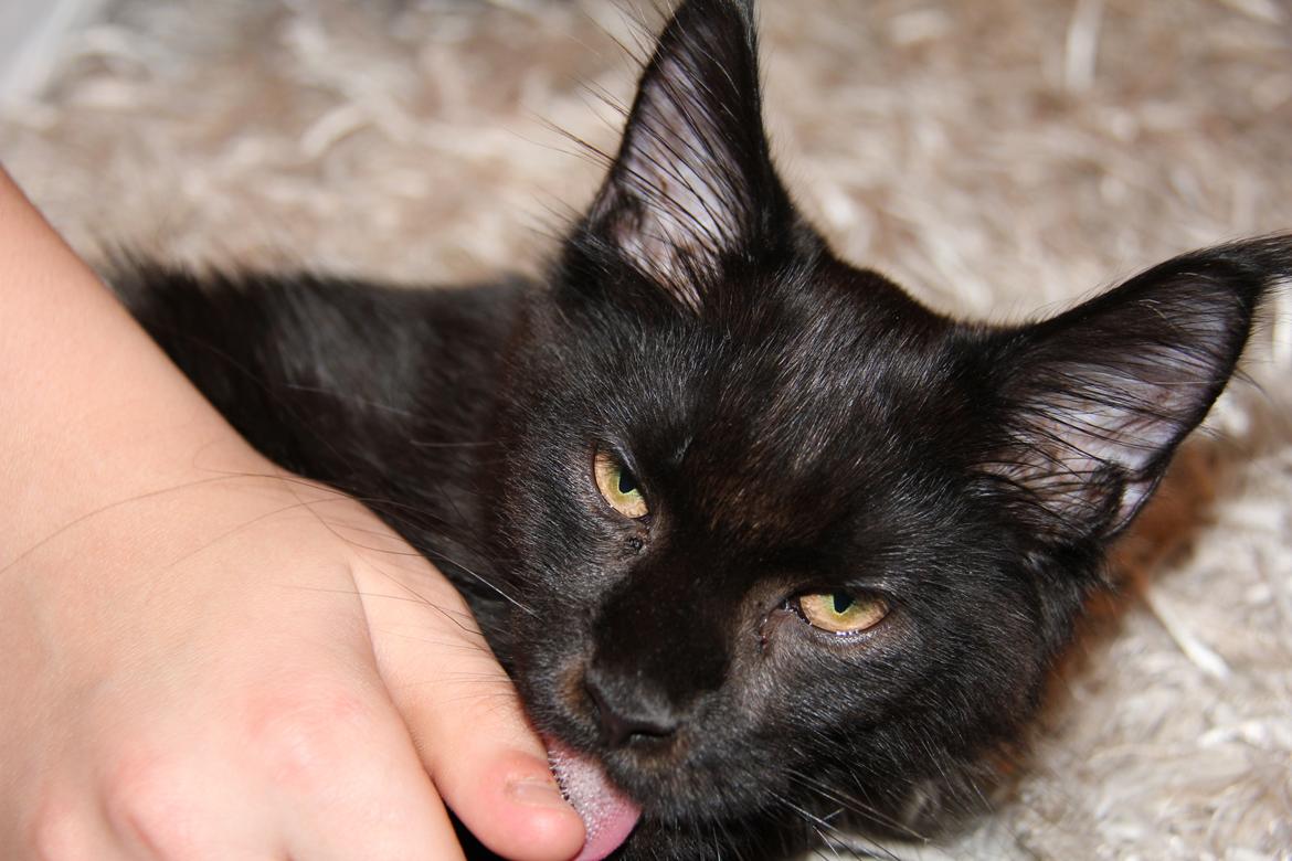 Maine Coon Piratos billede 7