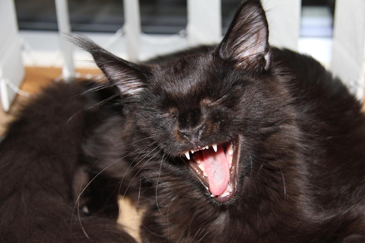 Maine Coon Piratos billede 4