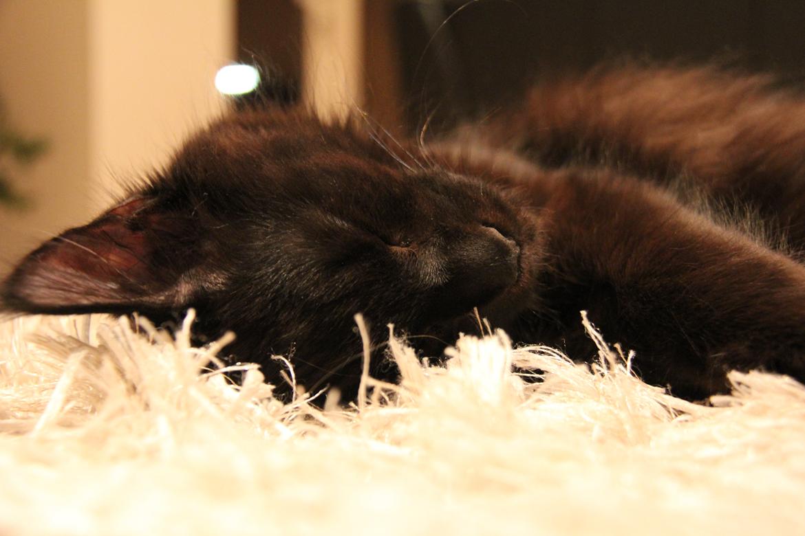 Maine Coon Piratos billede 9