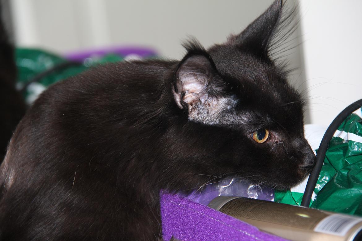 Maine Coon Piratos - lidt nysgerrig er man vel alle billede 11