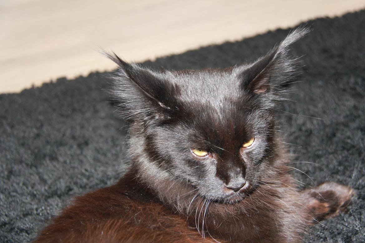 Maine Coon Piratos billede 12