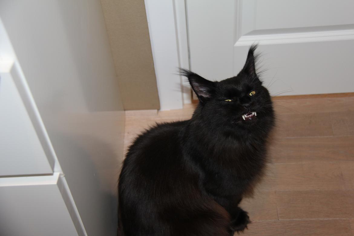 Maine Coon Piratos billede 14