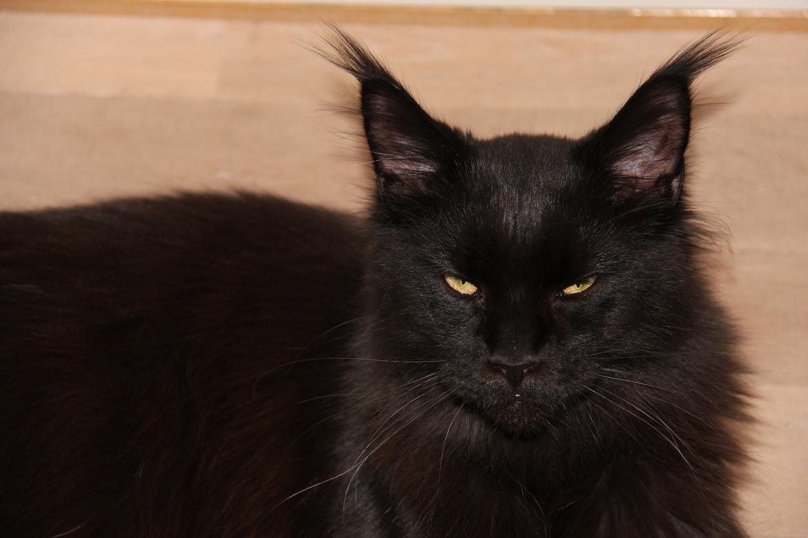 Maine Coon Piratos billede 1