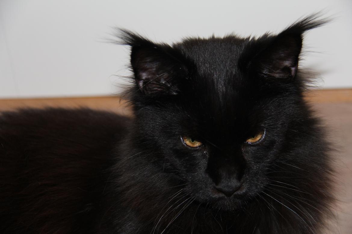 Maine Coon Piratos billede 17