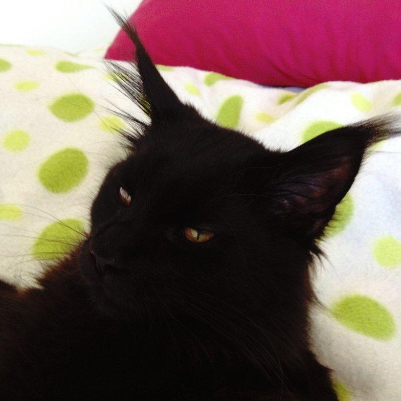 Maine Coon Piratos billede 18