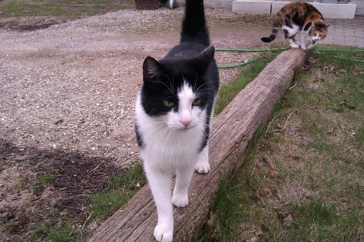 Huskat Poe - 24/4-13 billede 3