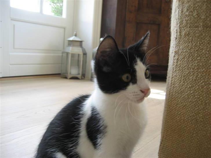 Huskat Poe billede 2