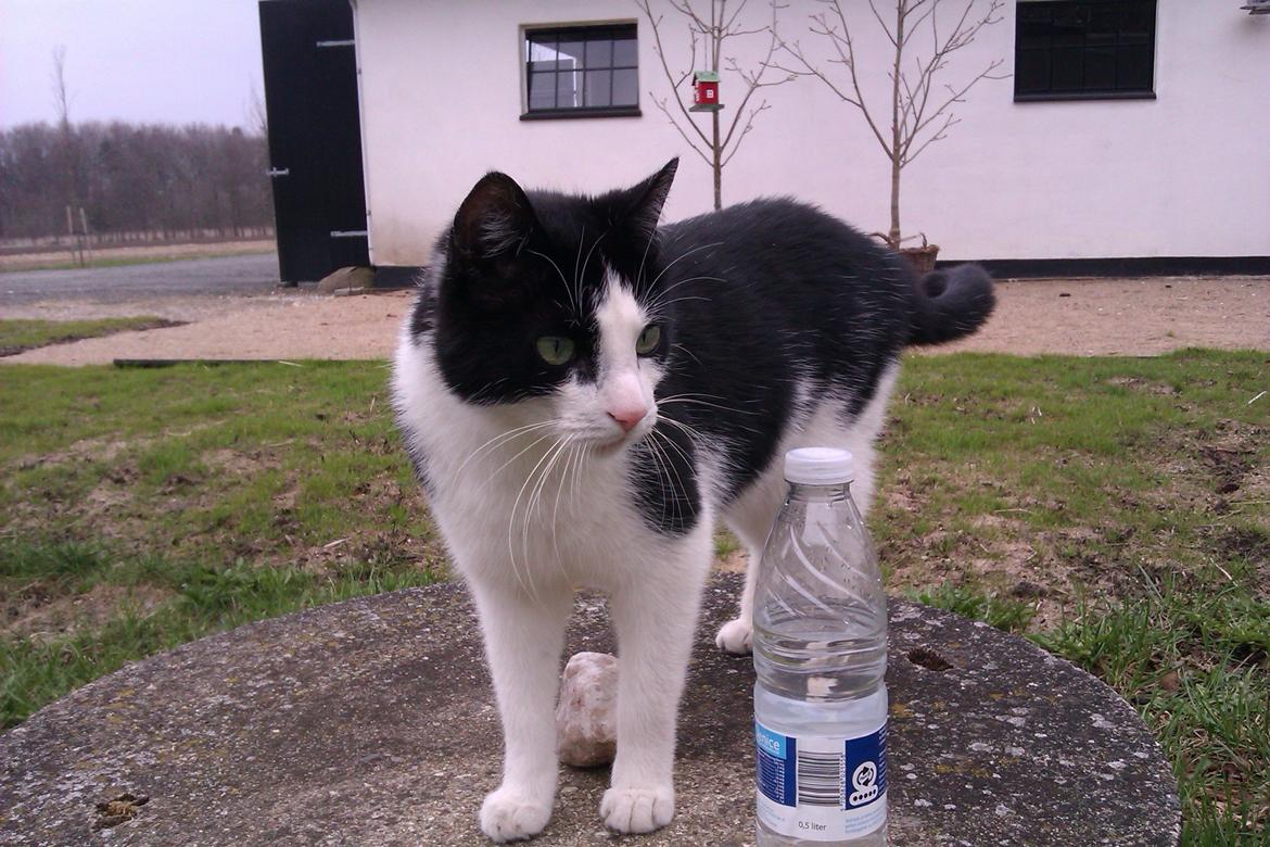 Huskat Poe - 24/4-13 billede 4