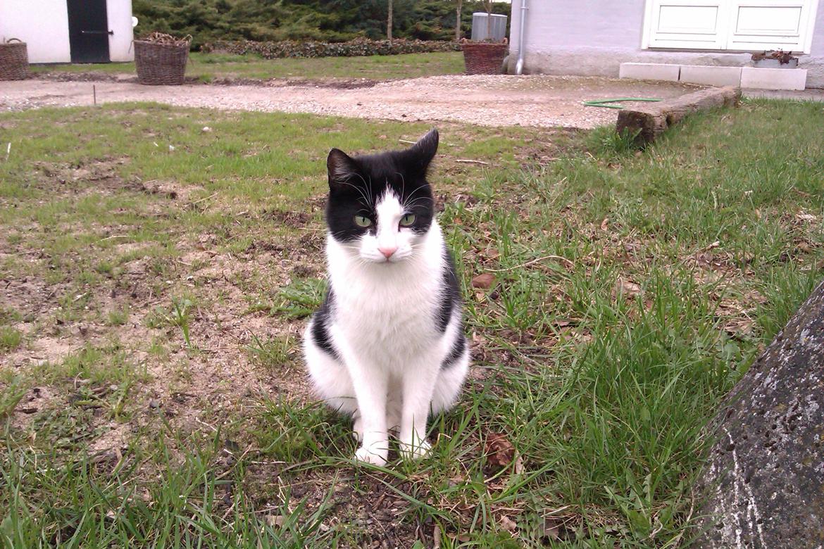 Huskat Poe - 24/4-13 billede 6