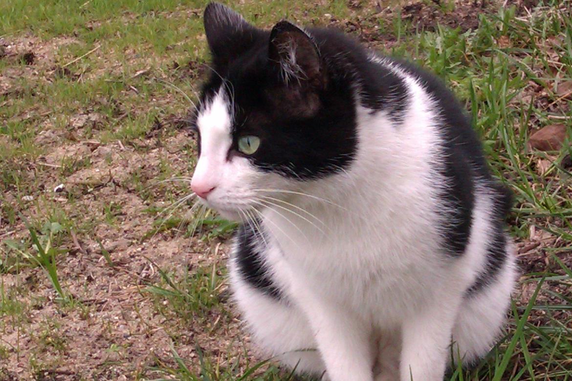 Huskat Poe - 24/4-13 billede 5