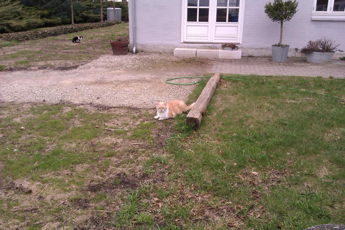 Huskat Simba - 24/4-13 billede 7