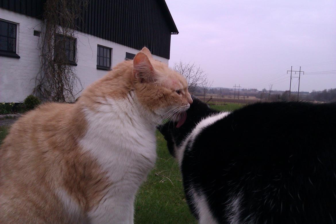 Huskat Simba - 24/4-13 billede 8