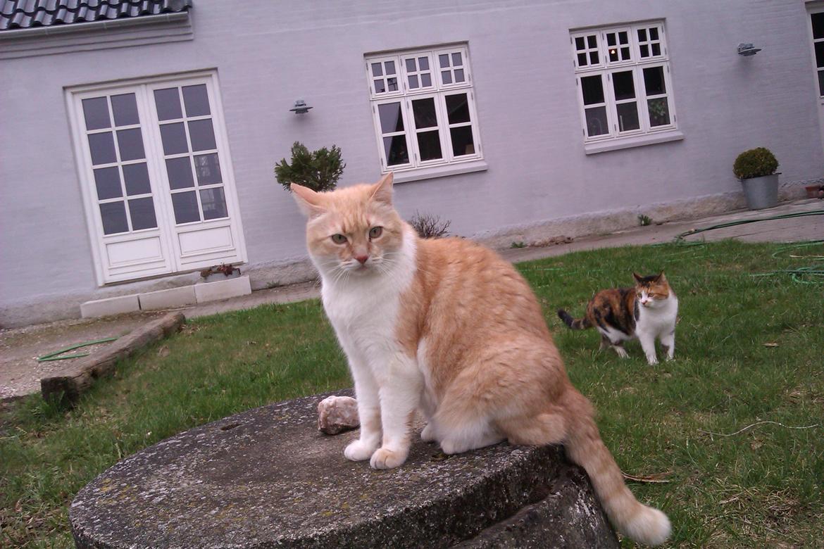 Huskat Simba - 24/4-13 Lidt forvirret mis billede 2