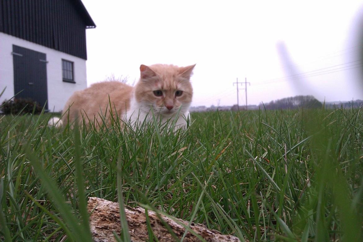 Huskat Simba - 24/4-13 Bange for noget mis? billede 1