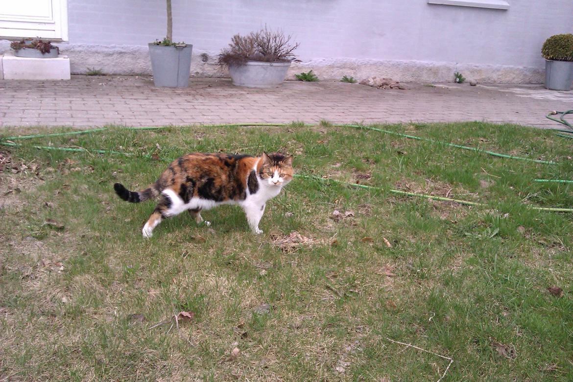 Huskat Smukkemis - 24/4-13 billede 7