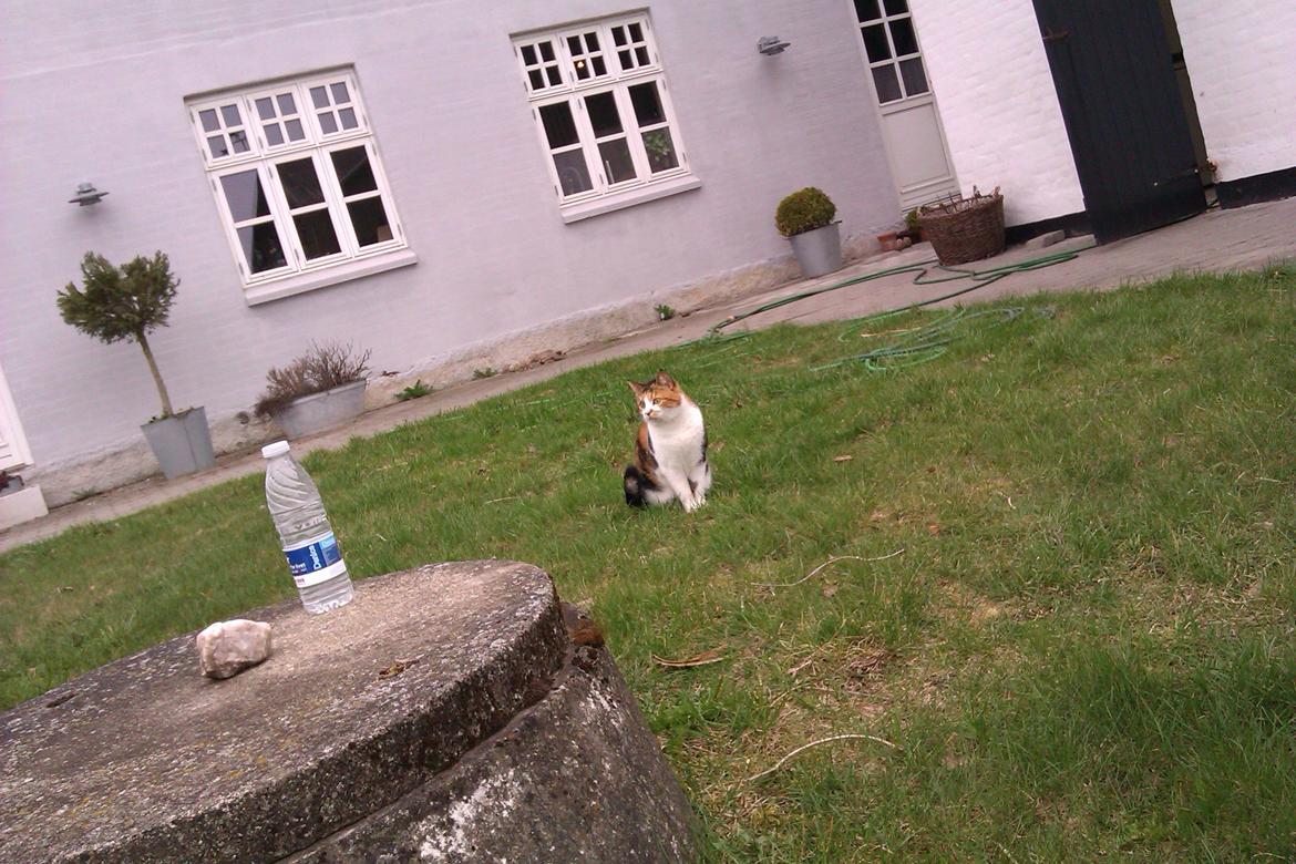 Huskat Smukkemis - 24/4-13 billede 8