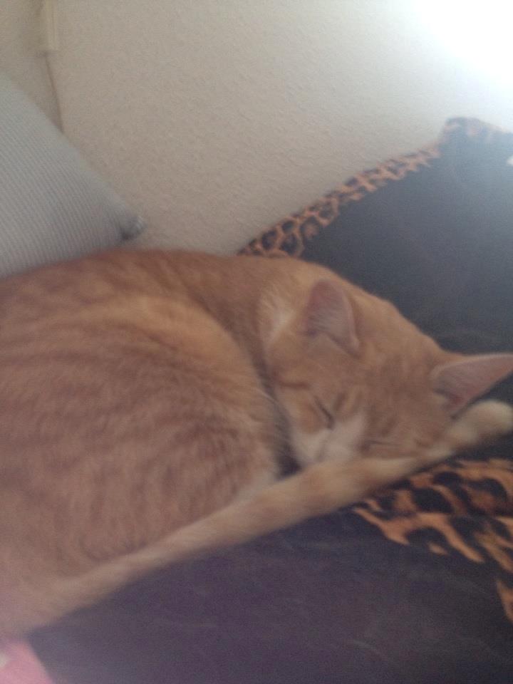 Huskat Buller billede 4